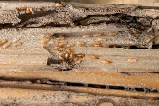 Best Wasp Removal Services  in Tickfaw, LA